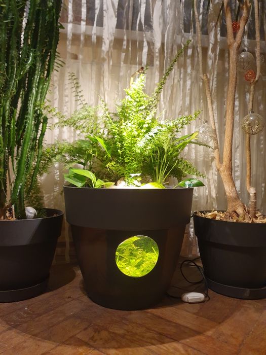 Acvariu ghiveci cu betta