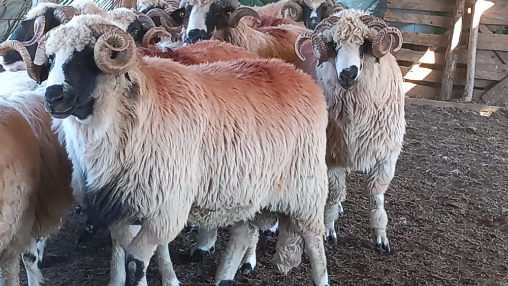 Berbeci breji, oacheși, bucălăi