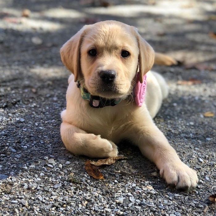 Labrador retriever femela cu pedigree tip A