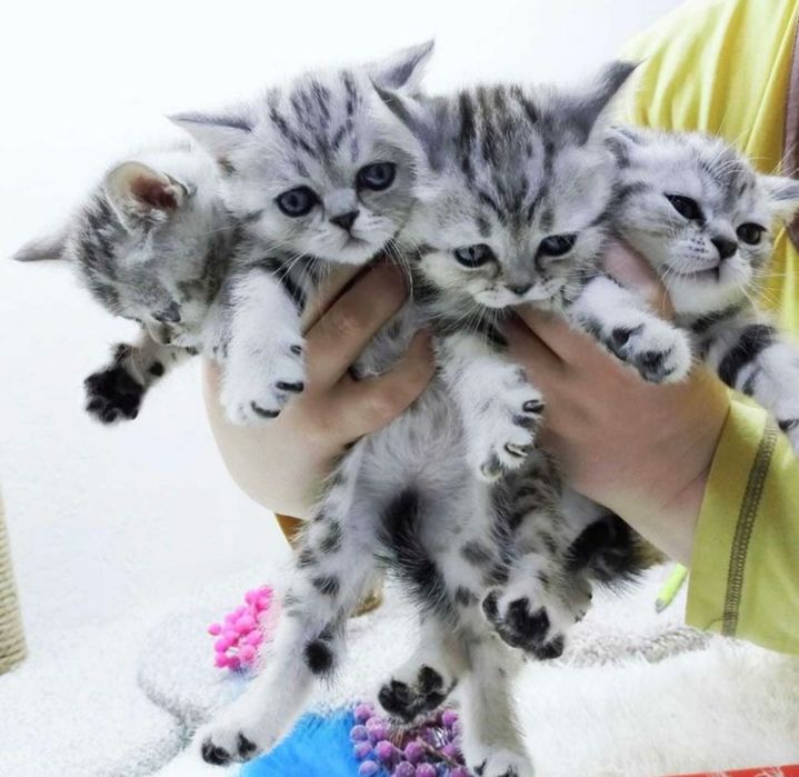Котята скоттиш-страйты!