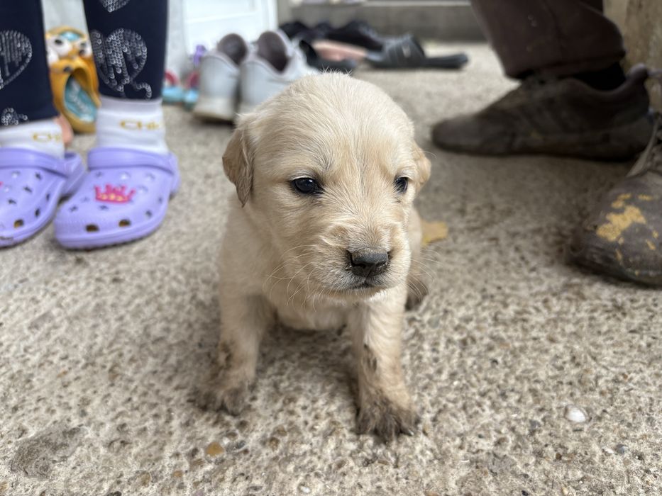 Бебета голдън ретривър