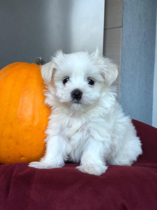 Bichon maltez mini toy fetita