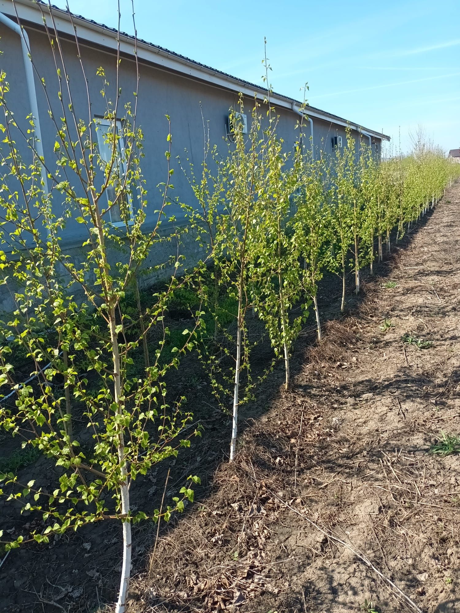 Pepinieră cu mesteacăn alb soiul betula