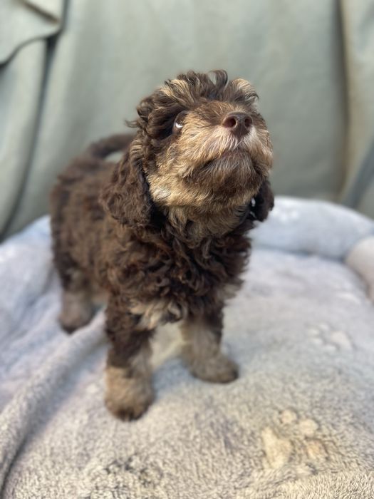 Мини пудели - кафяви