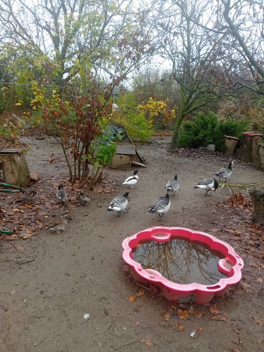 Vind păsări de apă