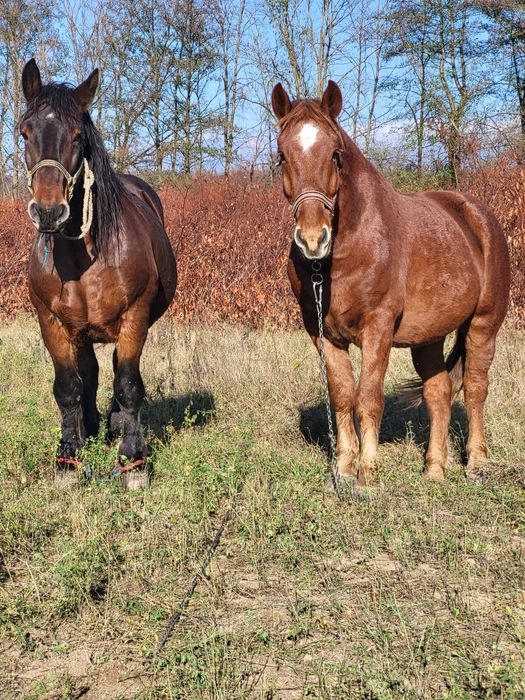 4 caii castrati de vanzare