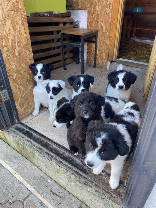 Щенята ищут дом