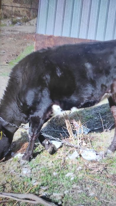 Продам  молодую телку