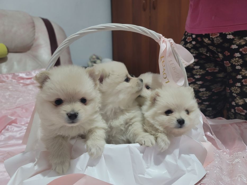 Щенки немецкого щпица