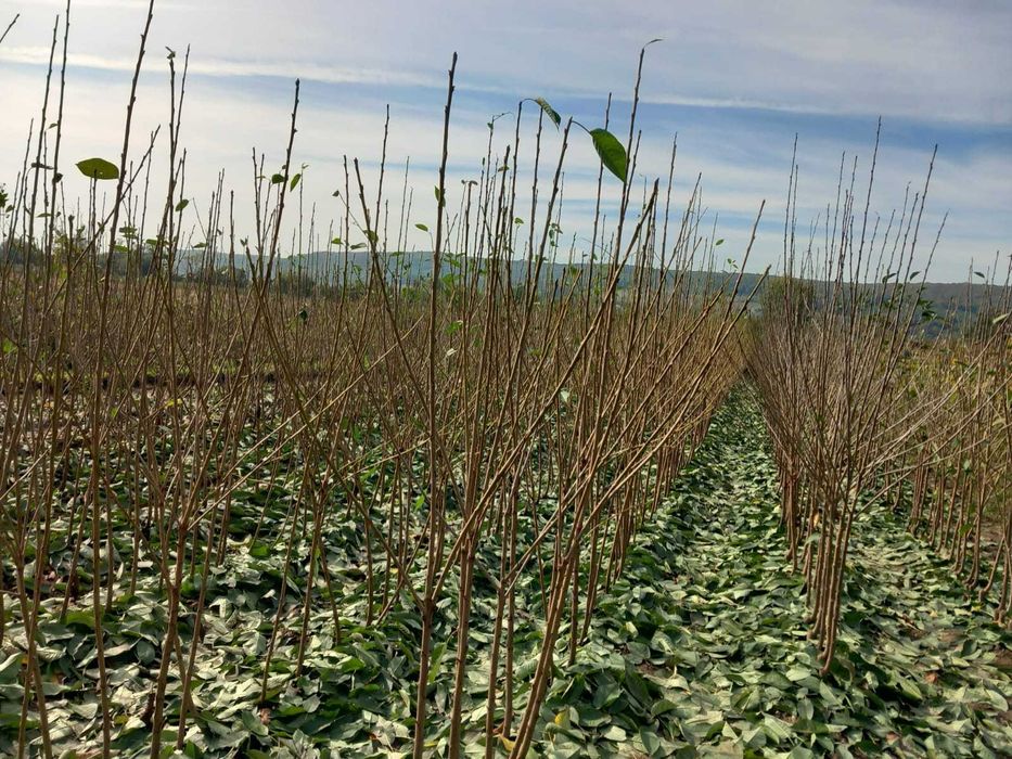 PEPINIERA TOCACIU va ofera  spre vanzare pomi fructiferi altoiti !