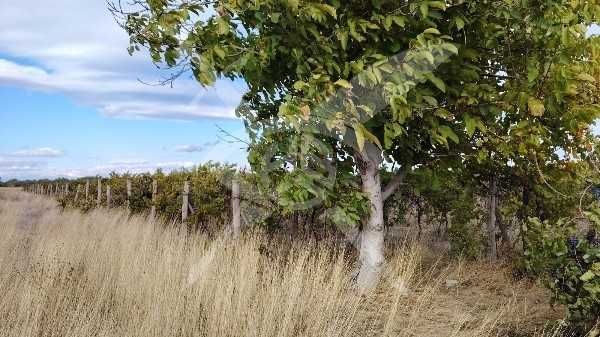 Продава се Парцел в с. Оризари, Област Пловдив - 31000 кв.м за 5 €/кв.м - Снимка #3