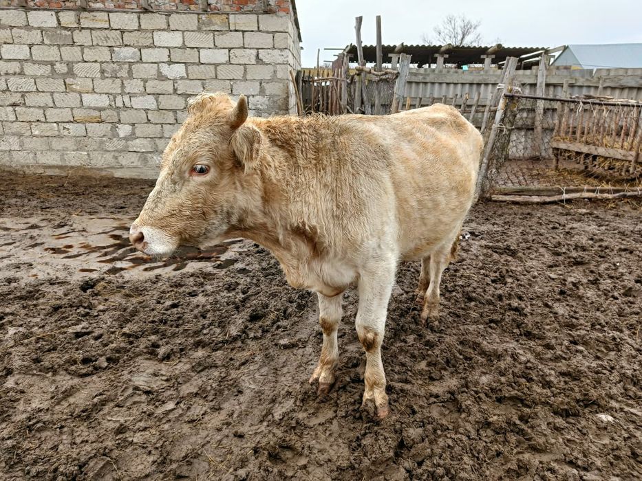 Бұқа сатылады 1,8 жас