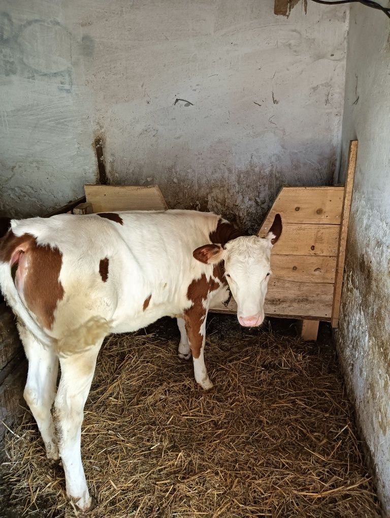 De vânzare vițică de 4 luni