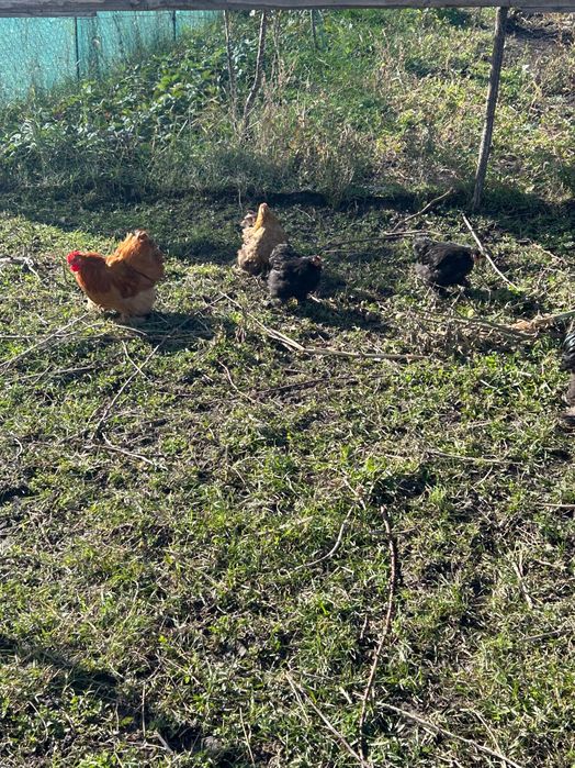 Vând cochinchina pitic