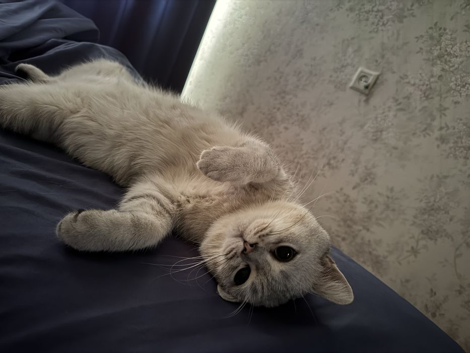 Вязка котов у меня шиншилла 1 годный мужик