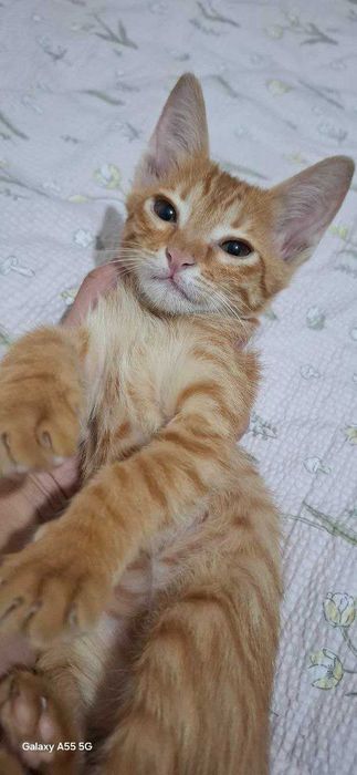 Хадия сифатида бериб юбораман Отдам даром кошку