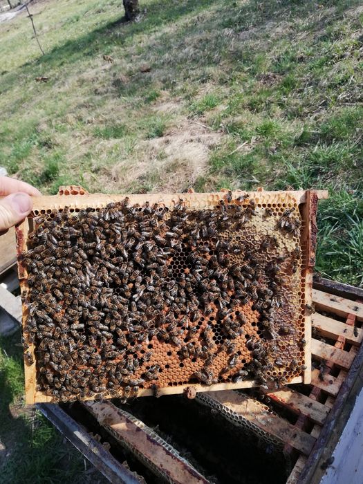 Miere de salcâm, tei sau poliflora
