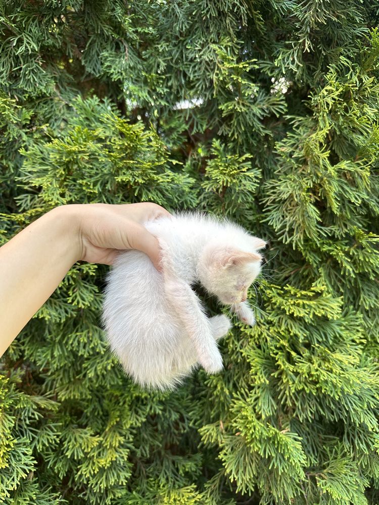 Котята 9 шт, 7 мальчика 2 девочек
