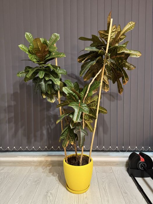 Растение кротон(Codiaeum variegatum)