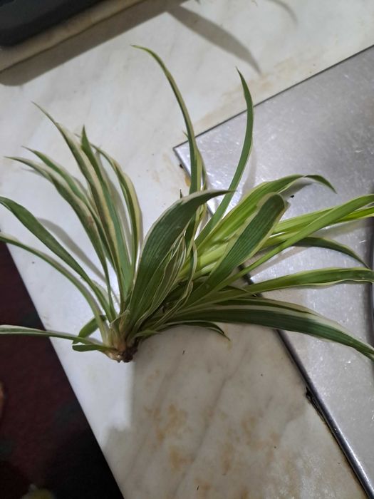 Детки хлорофитума