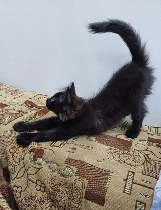 Отдам котенка в хорошие руки