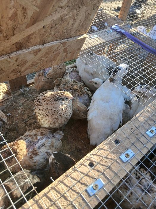 Prepelițe de vânzare