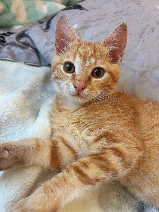 3,5-месечно рижо котенце търси дом