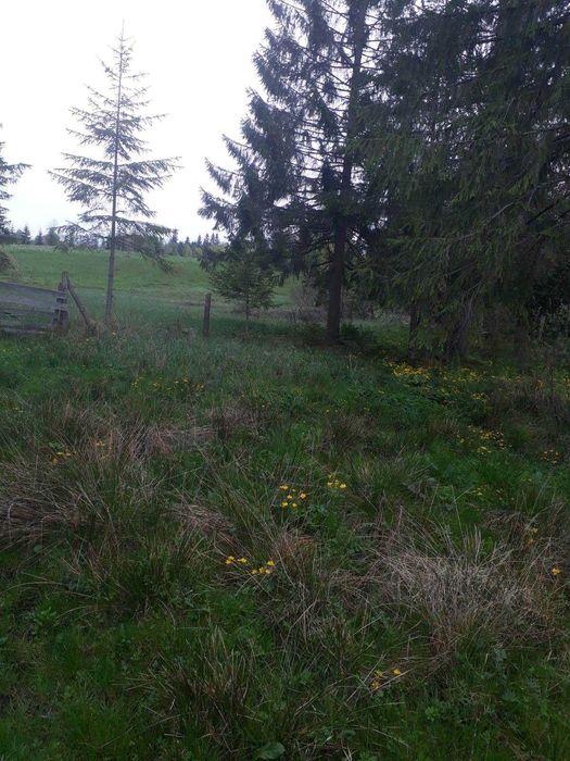Teren Dealu Negru de vanzare, la 3 km de Belis