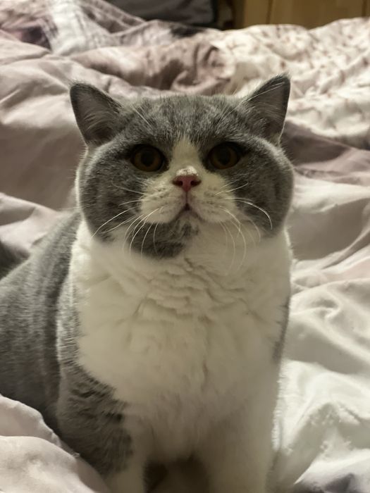 Чистокръвно британско коте шоу клас