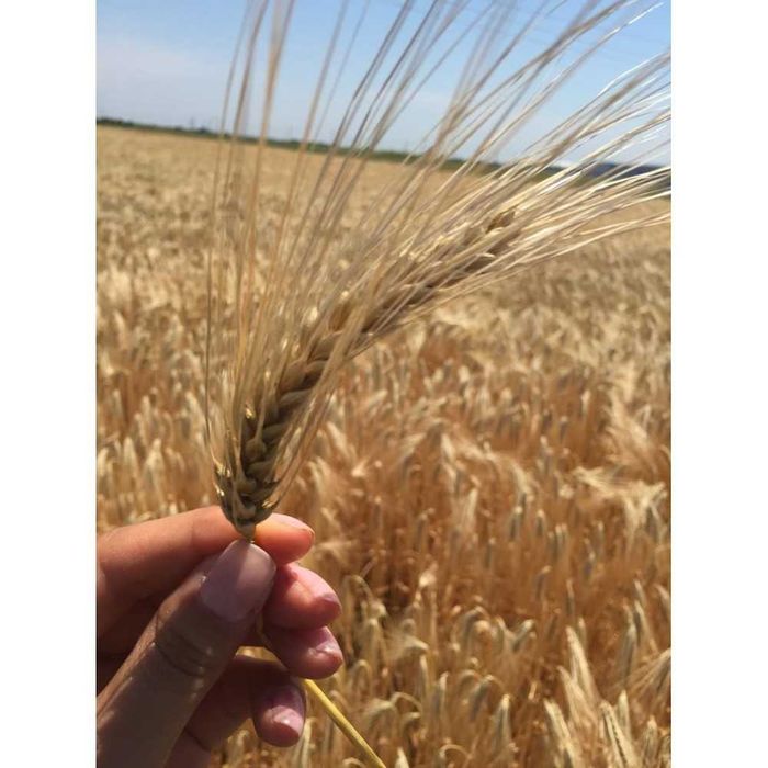 Samanta orz SUELLEN tratata si selectata, Vand samanta orz si grau