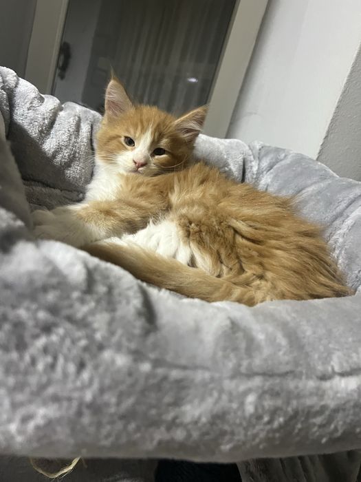 pisicuti M A I N E   C O O N