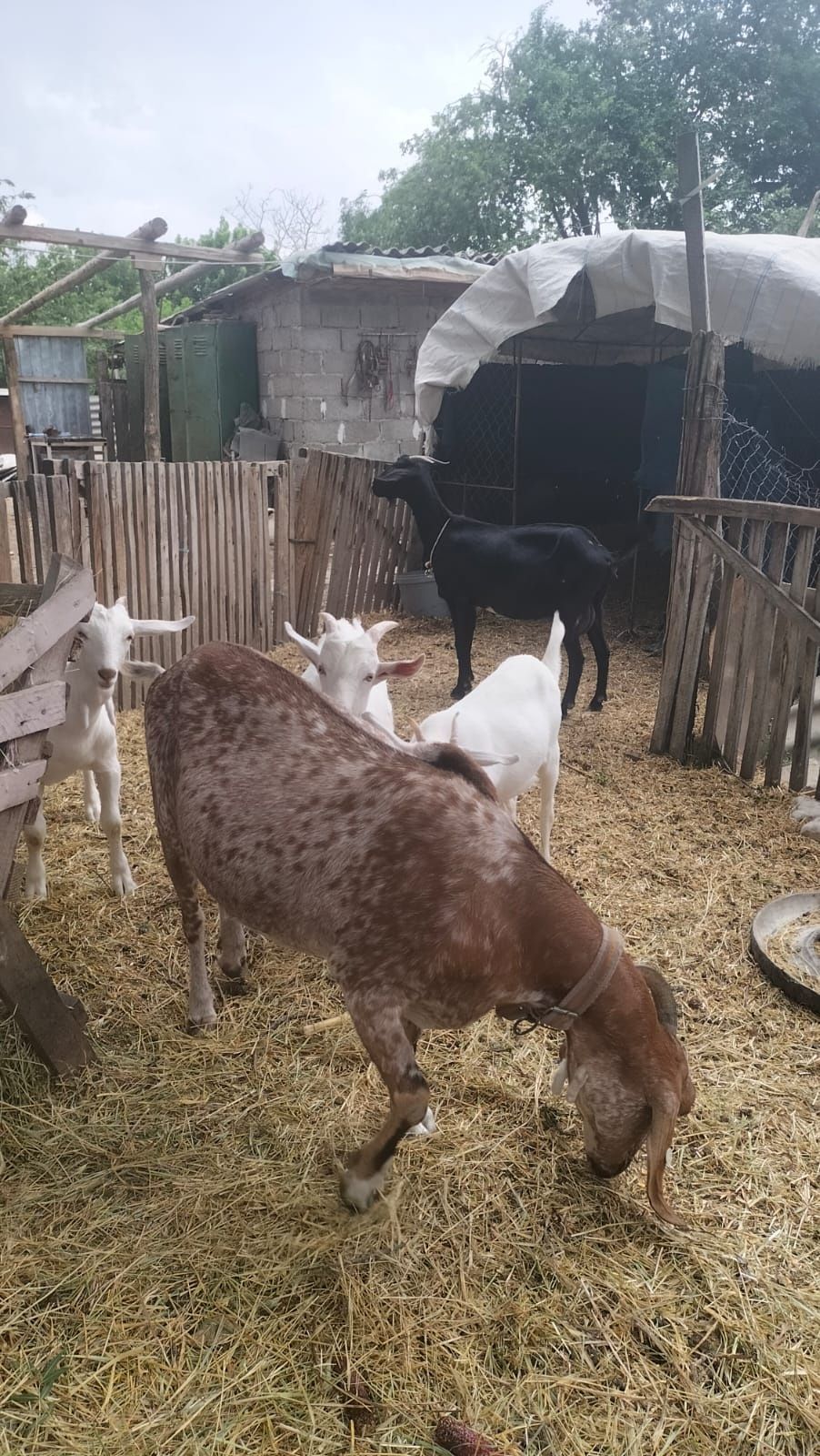 Capre si iezi de vanzare
