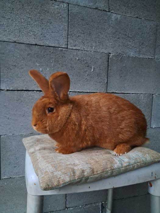 Vând iepure neozeelandez roșu