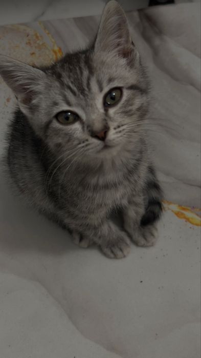 котенок британец