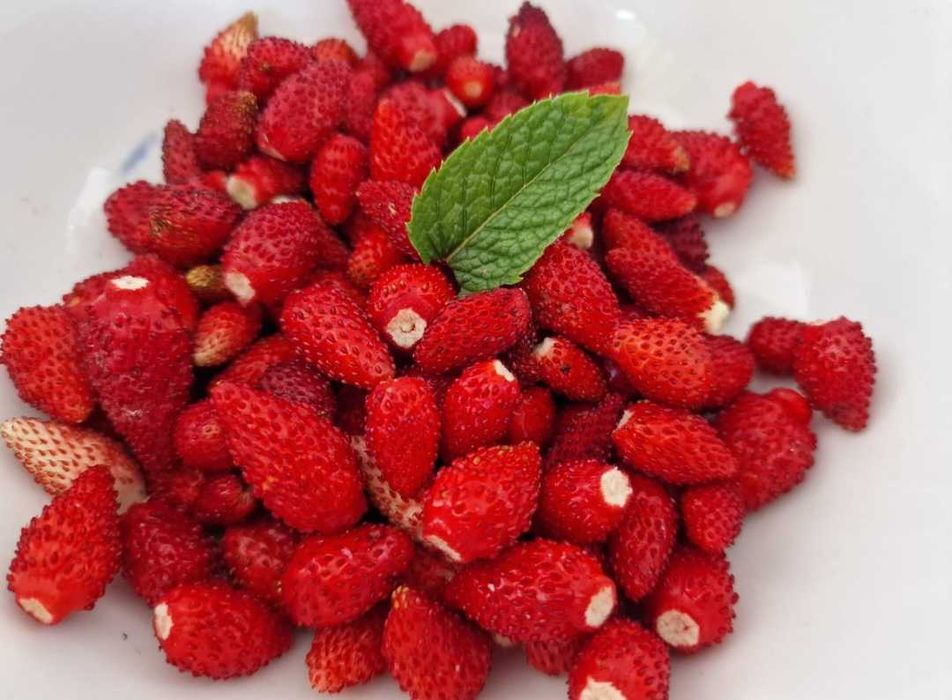 20 butasi fragute aromate