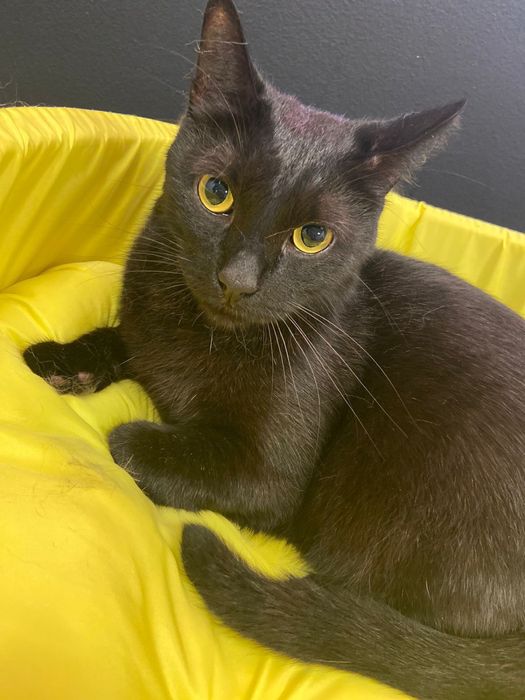 Бесплатно отдам взрослого кота