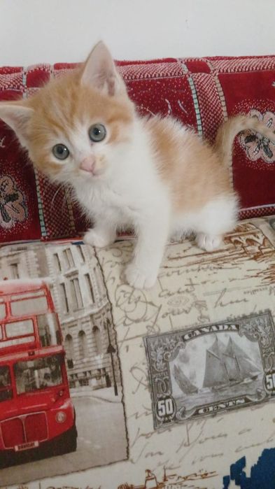 Щенята и КотЯта  ждут любящих и ответственых хозяев