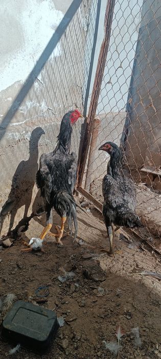 Кул жужалар сотилади