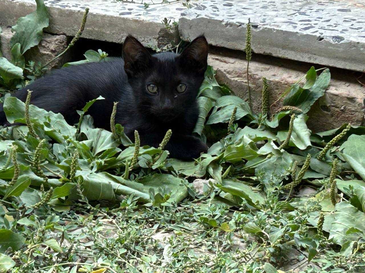 Отдам котенка в хорошие руки бесплатно