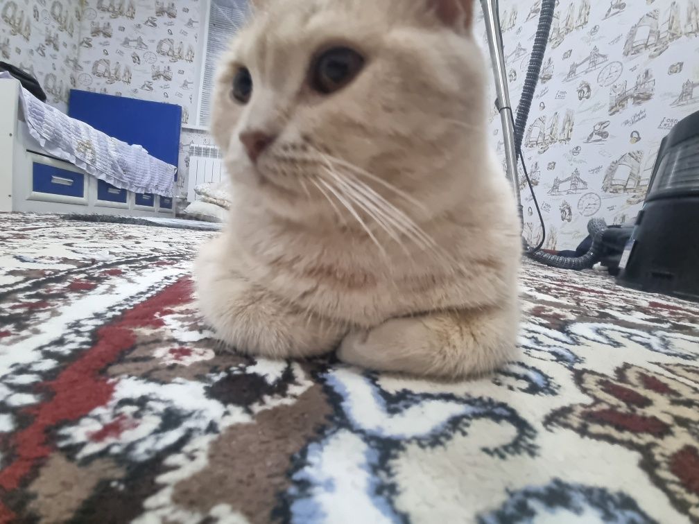 Кота на вязку! Скоттиш Страйт