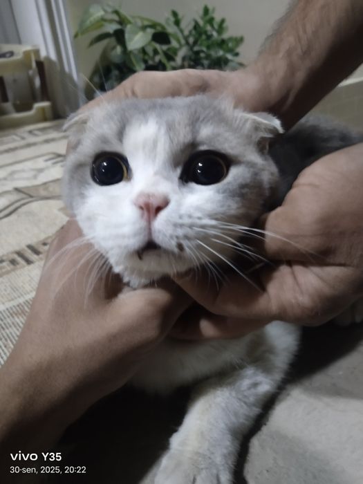 Scotish fold mushugi