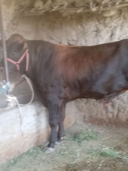 Buqa sotiladi srochni, samarqand viloyati Urgut tumani
