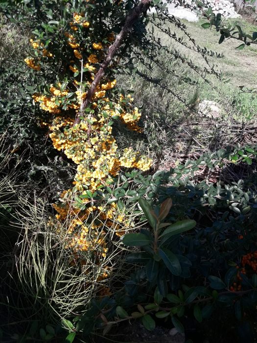 Pyracantha culoare rosu si galben