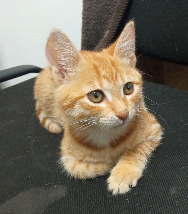 Отдам котенка в добрые руки