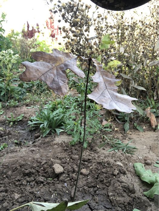 Дуб саженцы однолетки продам закрытая корневая система