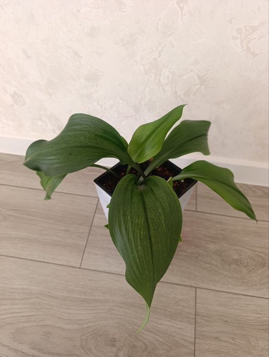 Лилия Амазонская