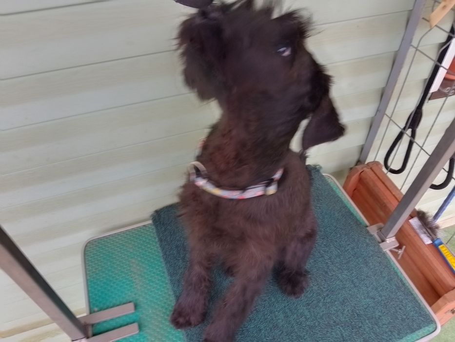 Femelă 5 luni Schnauzer Standard cu blana deschisă la culoare