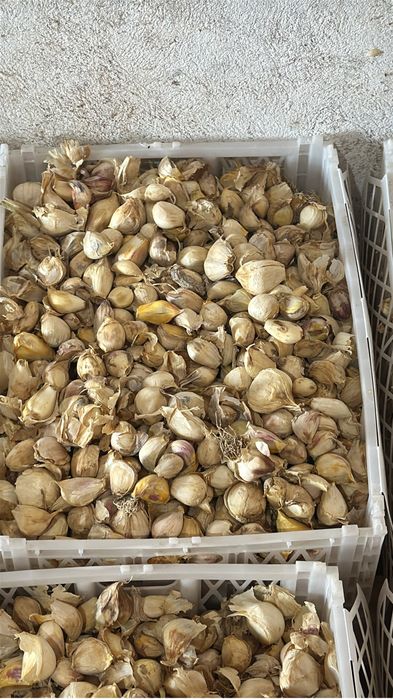 Usturoi pentru plantat si de consum