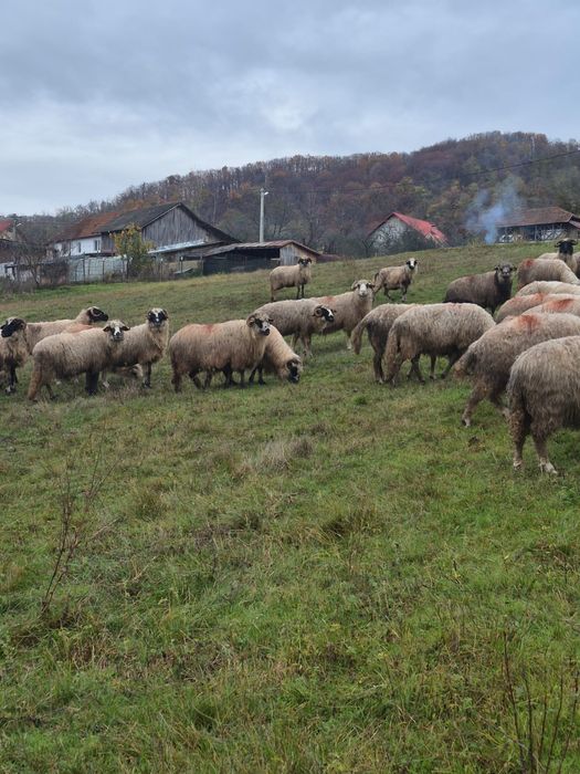 Vând oi breze ,oacheșe ,bucălai