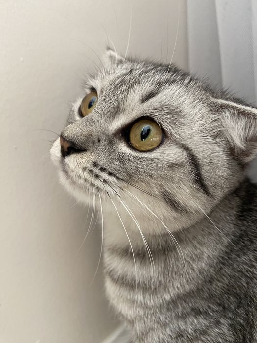 Продам Шотландская вислоухая котенка +корм и лоток